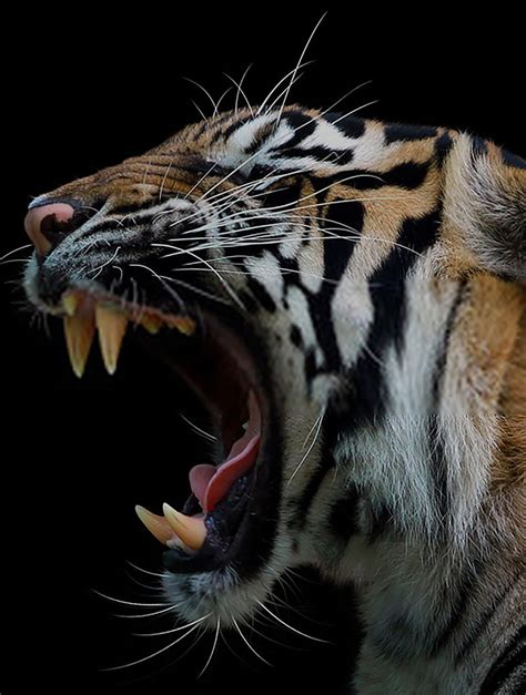 Roaring Tiger Wallpaper Hd