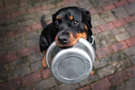 10 range hearty dog food for puppies by nature's select. The Best Dog Food for Rottweilers | Reviews and Ratings of ...
