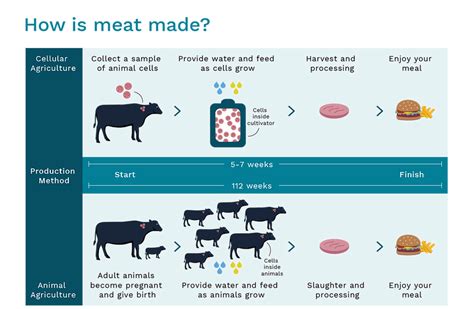The Process What Is Cultivated Meat