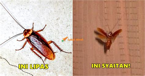 Bagaimana bahan terlarang dalam ubat kurus paling berkesan bertindak & apakah kesan sampingannya? 5 Perkara Menakutkan Tentang Lipas Yang Ramai Tak Tahu ...