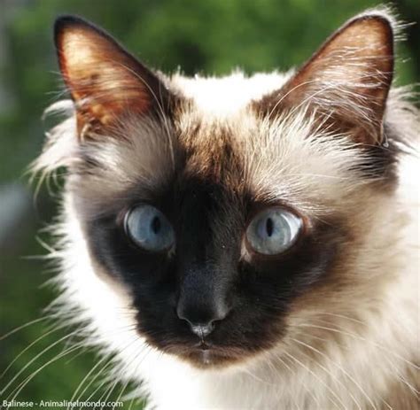 Antonella On Twitter Balinese Cat Cats Pet Breeds
