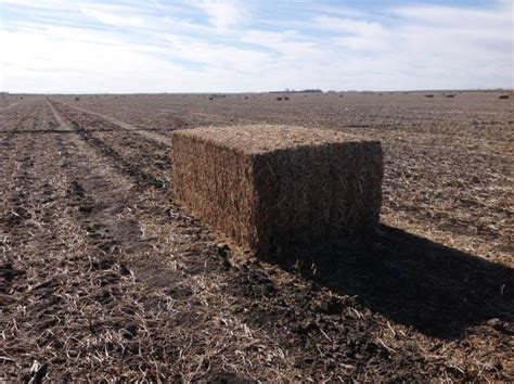What Is The Value Of Soybean Residue Cropwatch University Of