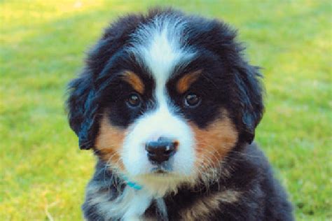 8 Things To Know About The Bernese Mountain Dog