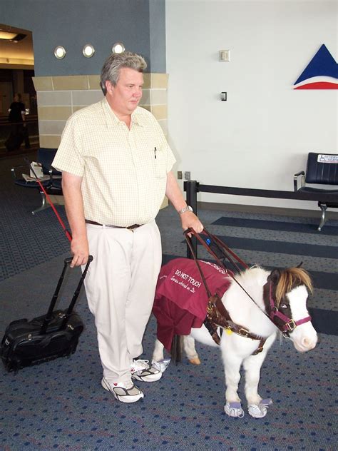 Pilots are highly trained professionals and must log many hours before they are allowed to pilot a plane full of passengers. Why Are Miniature Horses Allowed on Planes? The Answer is ...