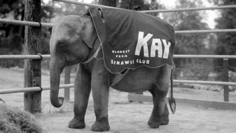 Two Elephants Explores Story Of Evansvilles First Zoo Elephant