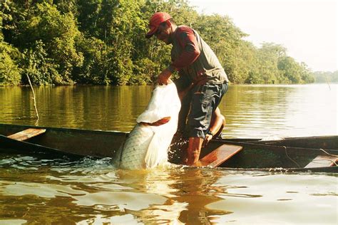 Pesca Manejada Do Pirarucu No Amazonas Tem Cadeia Produtiva Fortalecida