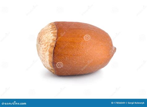 One Nut Stock Image Image Of Background Hazelnut Brown 17856049
