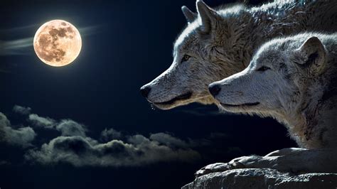 Hundreds of select wallpapers with wolves and wolf cubs from 7fon! 4K Wolf Wallpaper - WallpaperSafari