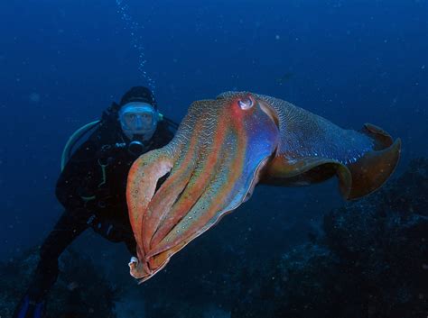24th June 2015 Giant Cuttlefish Poses For Divers At South Solitary