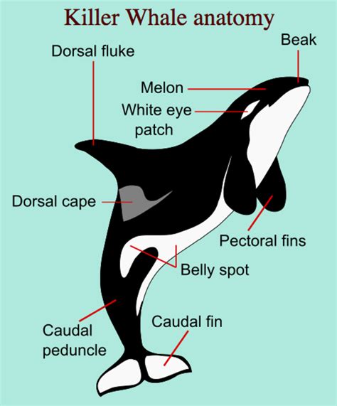 Killer Whales: Interesting and Fun Facts, Videos, Photos, and Links