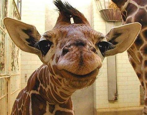 Baby Giraffe Cute Animals Animals Beautiful Funny Animal Pictures