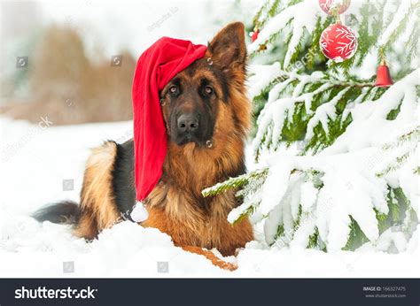 German Shepherd Dog With Christmas Hat Lying Near The