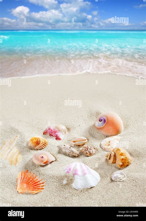 White Beach Sand Shells