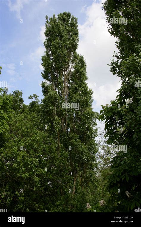 Fastigiate Tree High Resolution Stock Photography And Images Alamy