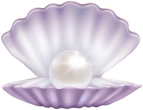 Clam Muscle Png File Png All