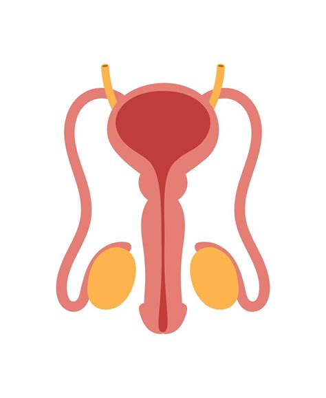 Body Parts Diagram Male Male Reproductive System Vector Art Icons And