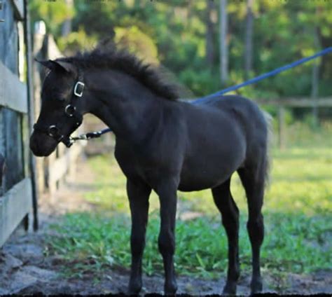 Amhaamhr Pending 2016 Black Show Quality Stallion Introducing You