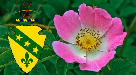 North Dakota State Flower Geobops Symbols