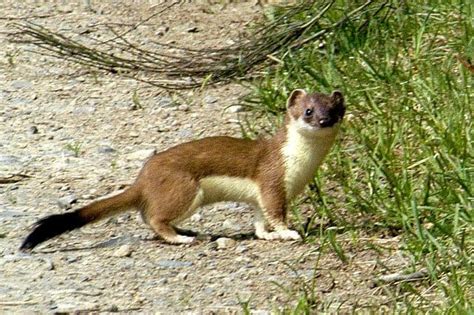 Picture 8 Of 10 Weasel Mustela Nivalis Pictures And Images Animals