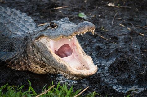 Two Massive Alligators Spotted Fighting In Florida Backyard