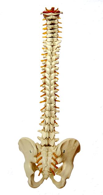 He walks you through the. Spine Backbone Vertebrae · Free image on Pixabay