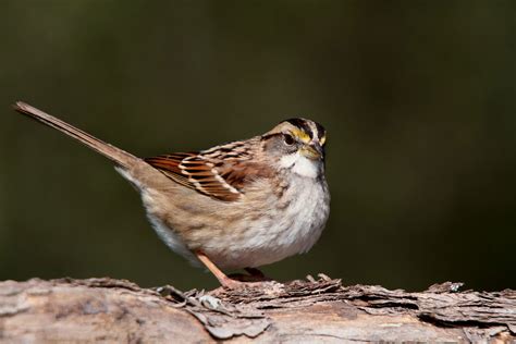 White Throated Sparrow The Audubon Birds And Climate