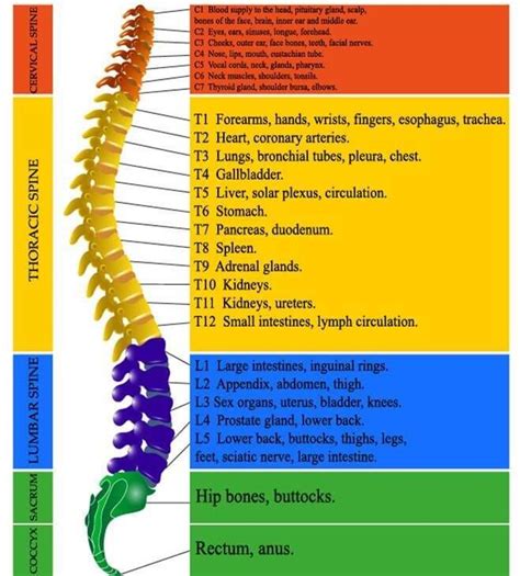 Know About Spine Spine And Sports Clinic
