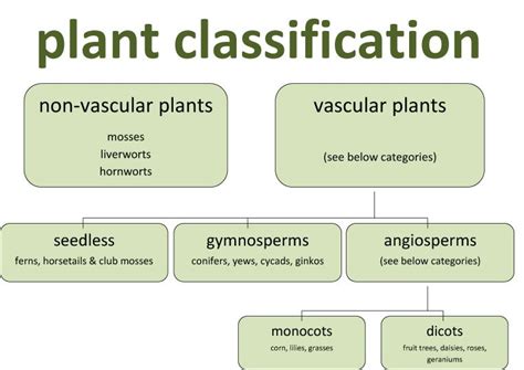 Botany Classification Of Plants Classification Of Plants So If