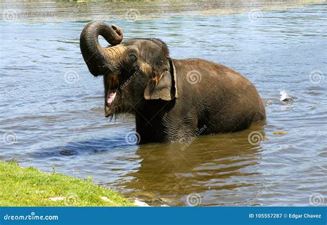 Elephant Bathing In The River Stock Image Image Of River Bathing 105557287