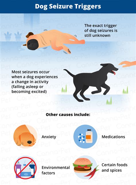 Can Seizures In Dogs Cause Death