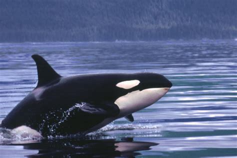 Ursa Major Charters Alaska Orca Killer Whales