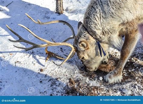 Wild Reindeer At Winter Forest Stock Image Image Of China Neck