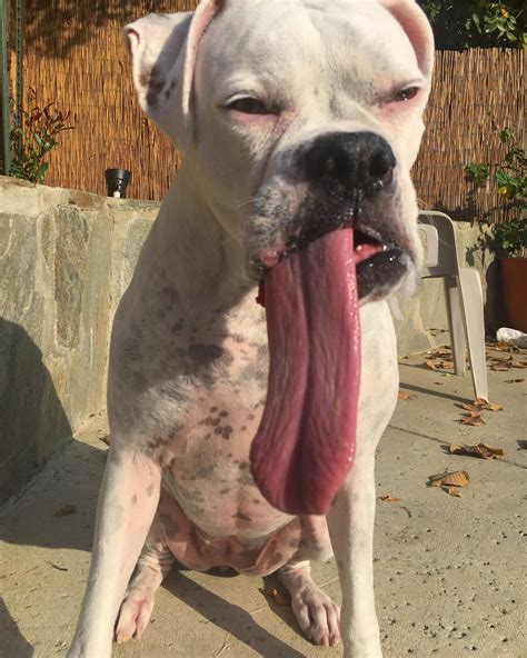 My Boxer Has An Abnormally Long Tongue Boxers