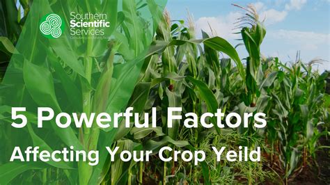 5 Powerful Factors Affecting Your Crop Yield That You Should Know