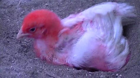 Anak Ayam Warna Warni Mandi Pasir Depan Kandang Youtube