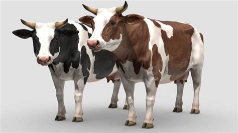 Cow Animations 3d Model Turbosquid 1636028