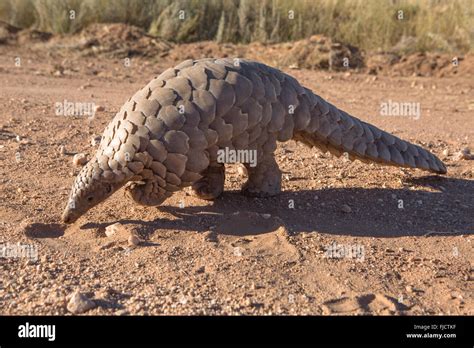 Pangolin Searching For Ants Stock Photo Alamy