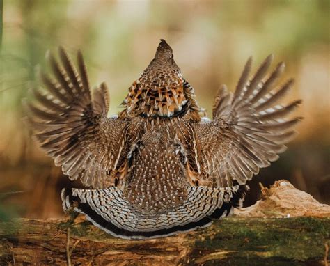 Ruffed Grouse Bonasa Umbellus Bellwether Of The Forest