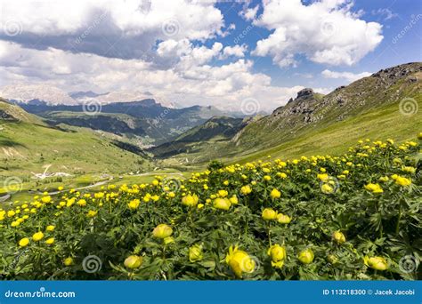 Yellow Summer Flowers On The Background Of The Dolomites Italy Stock