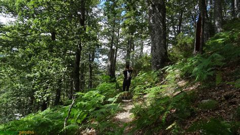 El Bosque De Muniellos