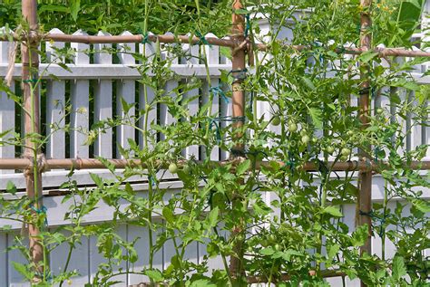 Trellis Of Tomato Vegetables Plants Plant And Flower Stock Photography