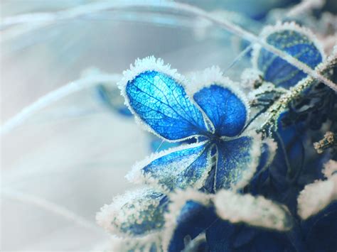 Macro Photography Of Blue Flower Coated With Snow Hd Wallpaper