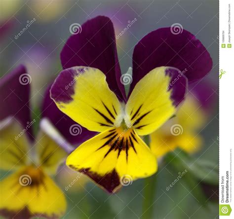 Violet Flower Macro Stock Photo Image Of Purple