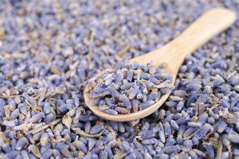 How To Plant Lavender Seeds Outside In A Pot