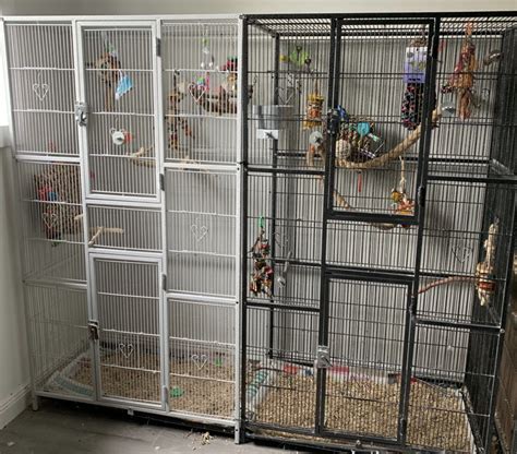 Cockatiel Cage Size Requirements United Parrot Kingdom