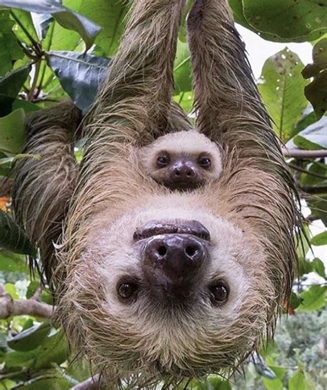 Mama And Baby Sloth Reyebleach