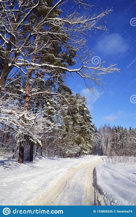 Beautiful Winter Landscape With Snow Covered Trees In A