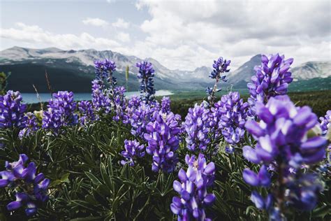 Wildflowers Blooming At Glacier National Park Oc