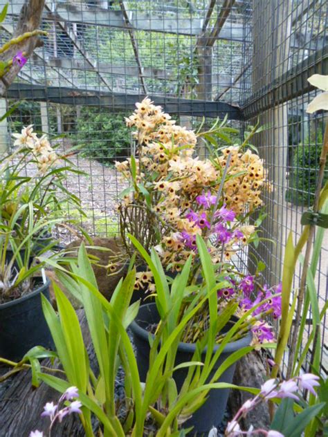 Orchid House In Bloom Tamborine Mountain Botanic Gardens
