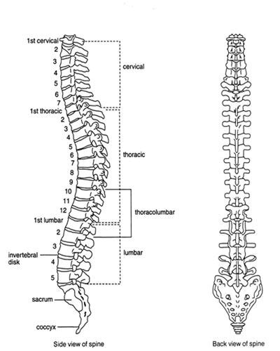 Diagram of backbone / spinal cord injury. Labelled diagram of spinal (vertebral) column, side-view ...